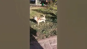 Чихуахуа на прогулке #dog #собака