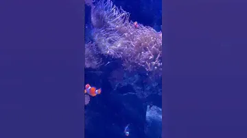 Finding Nemo and Dory #nemo #dory #disney