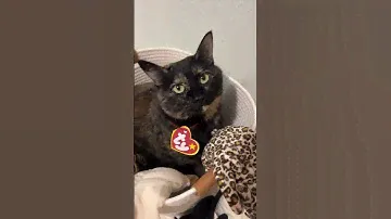The cutest beanie baby!! #halloween #beaniebabies #petcostumes #animals