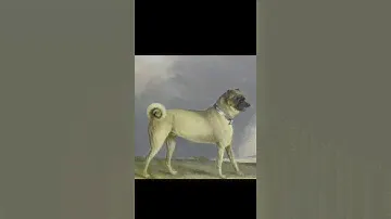 Evolution Of Pug 🐶 Dog (B.C 400 - 2021)