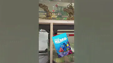 Finding nemo & dory #findingnemo #findingdory #disneyanimation #disney