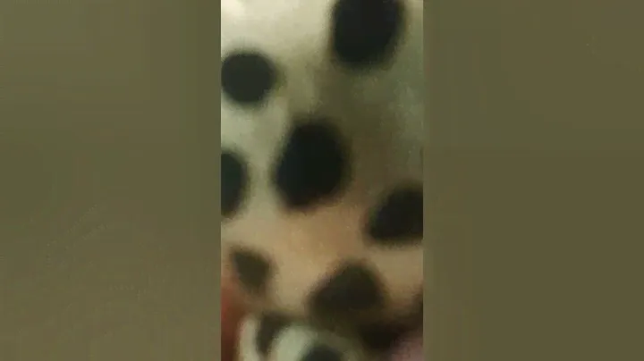 NEW BEANIE  BOO AND I THINK ITS RARE.       ty.com