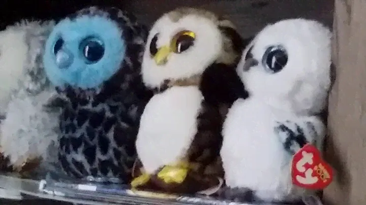 all my ty owl