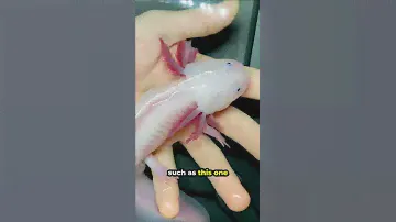 This is a Morphed Axolotl 🦎
