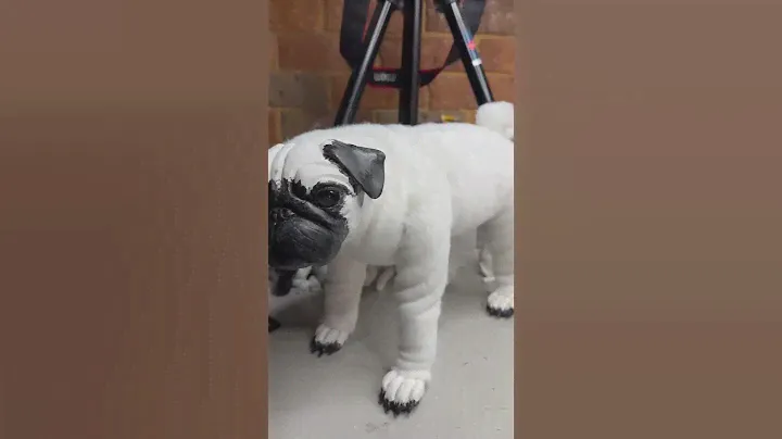 The fur process for the pug artdoll commission. #pug #artist #artdoll #fauxtaxidermy #plushdoll