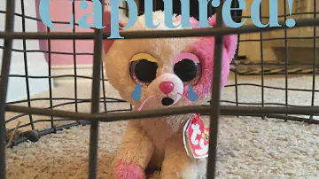 Beanie Boo's: Captured!