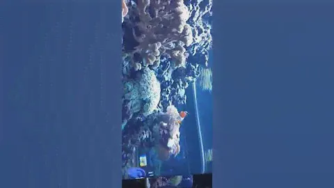 Finding Dory and Finding Nemo in Disney World