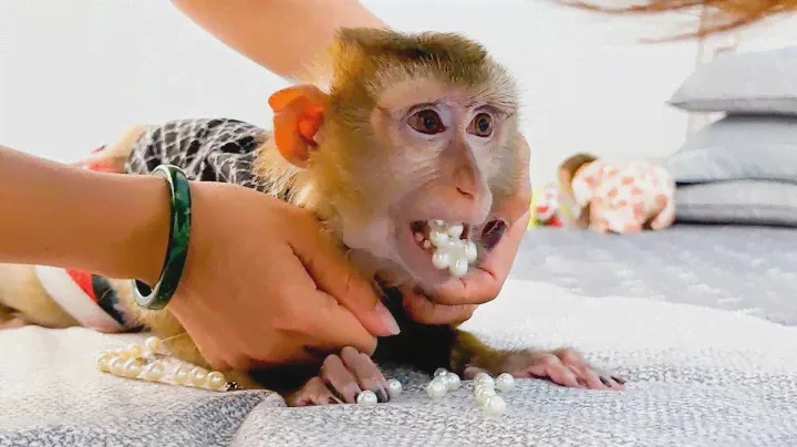Monkey Kaka and Monkey Mit Eat Dangerous Food: A Mother's Concern