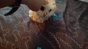 my first video of ty owl owlette